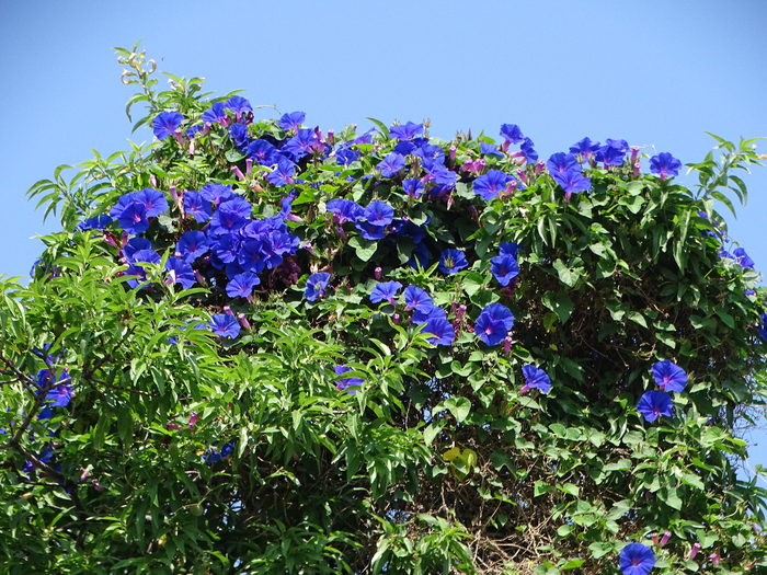 DSC00078 (700x525, 633Kb)