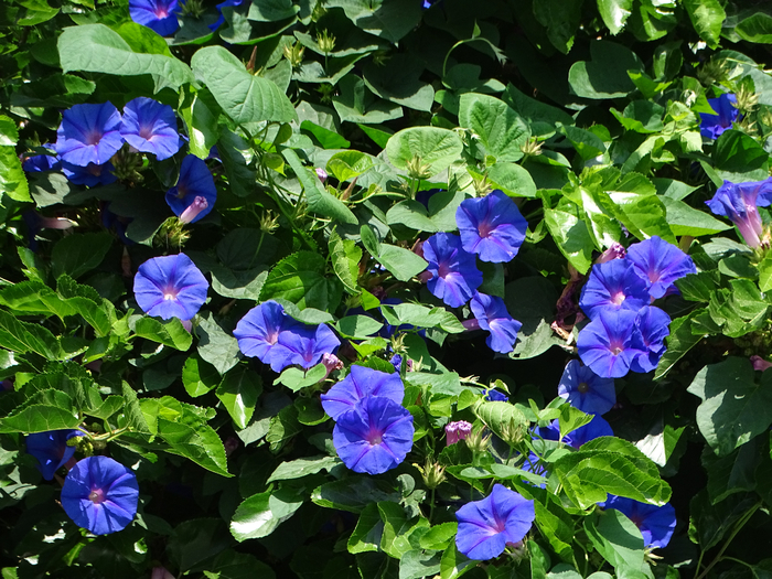DSC00080 (700x525, 579Kb)