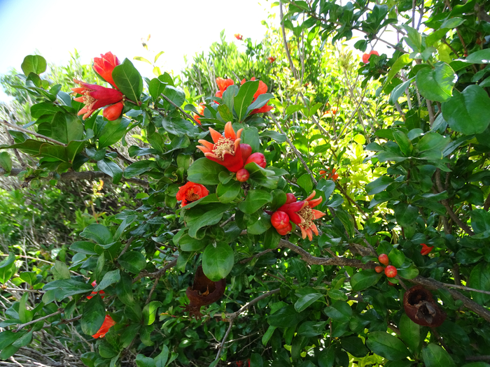 DSC00108 (700x525, 593Kb)