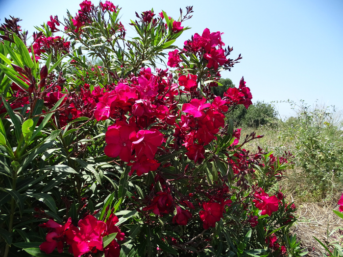 DSC00160 (700x525, 621Kb)