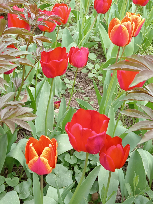 1000040673 (525x700, 547Kb)