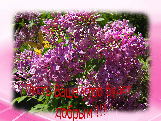 4743317_image20200510_06_38_30 (640x480, 199Kb)