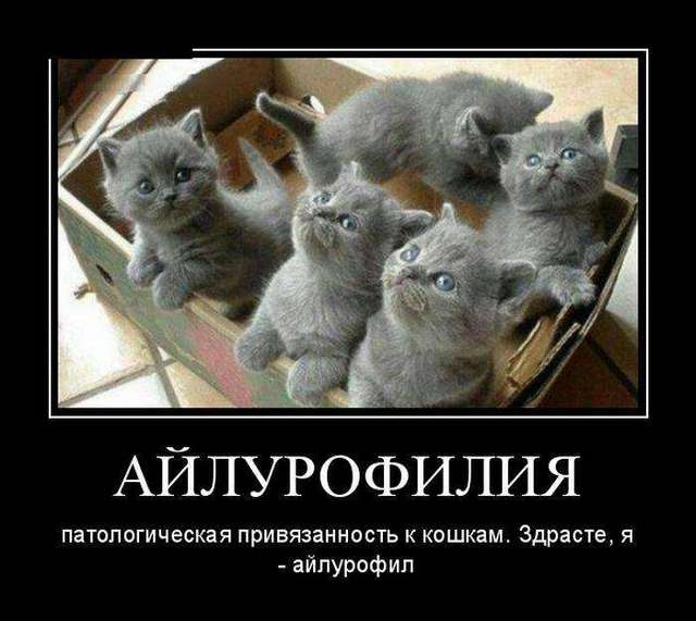 4743317_1442440369_11_1_ (640x571, 42Kb)