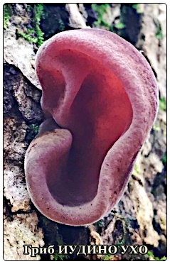 4315980_nbyvtt (239x372, 59Kb)