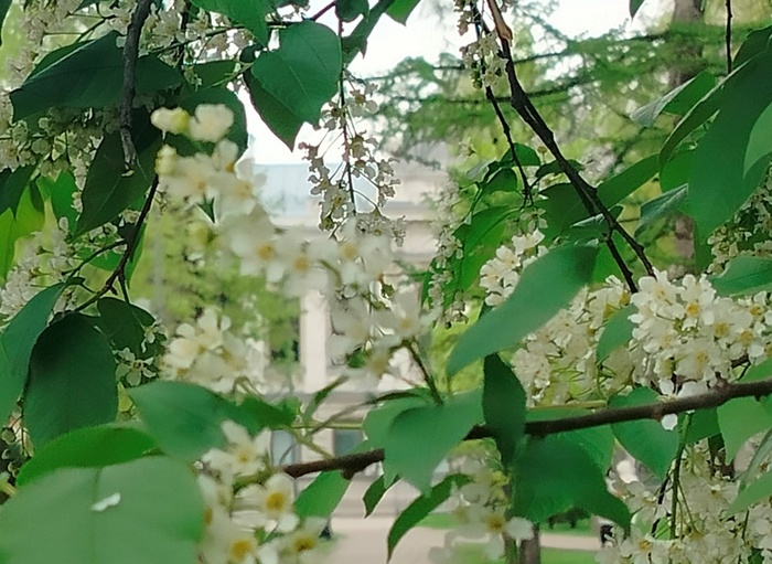 IMG20250502152837 (700x511, 154Kb)