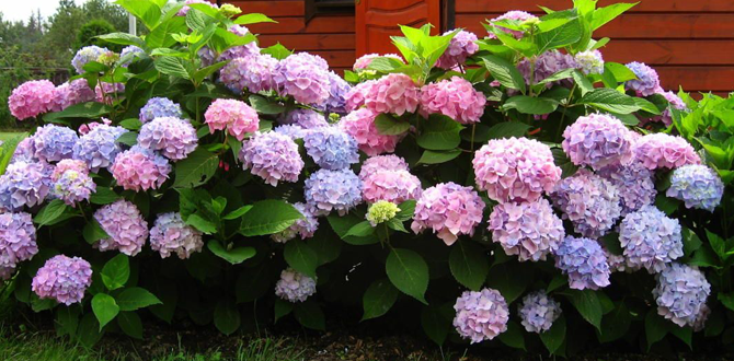08-5 (670x330, 431Kb)