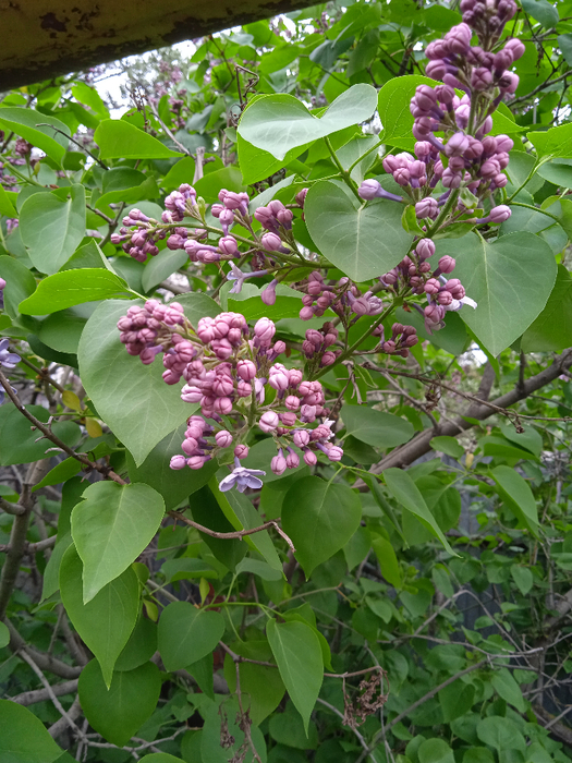 IMG_20250504_125439_1 (525x700, 548Kb)