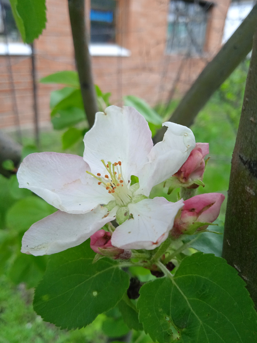 IMG_20250504_125554_1 (525x700, 360Kb)