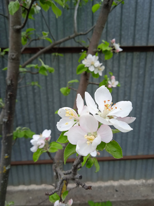 IMG_20250504_125609_1 (525x700, 325Kb)