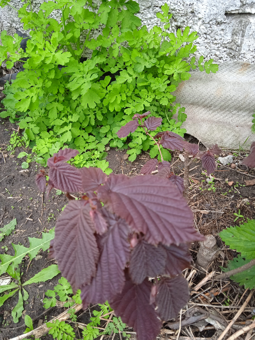 IMG_20250504_125805 (525x700, 574Kb)