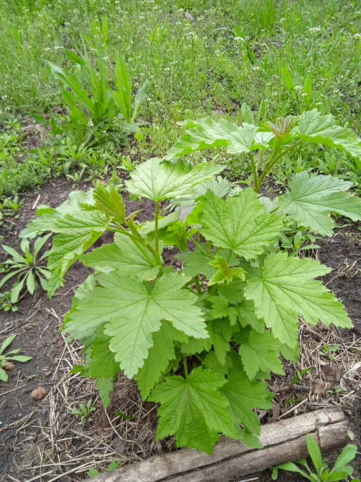 IMG_20250504_125920_1 (525x700, 613Kb)