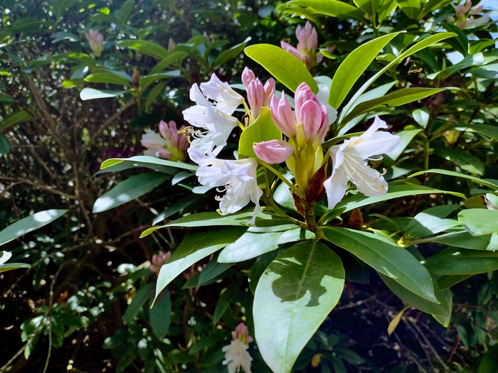 IMG_20250505_124735385_HDR (700x525, 472Kb)
