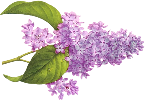 15af90b688a9013684b584ab4559bebd (484x335, 233Kb)