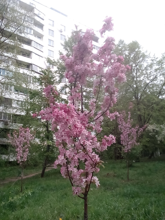 IMG_20250505_133237 (525x700, 384Kb)