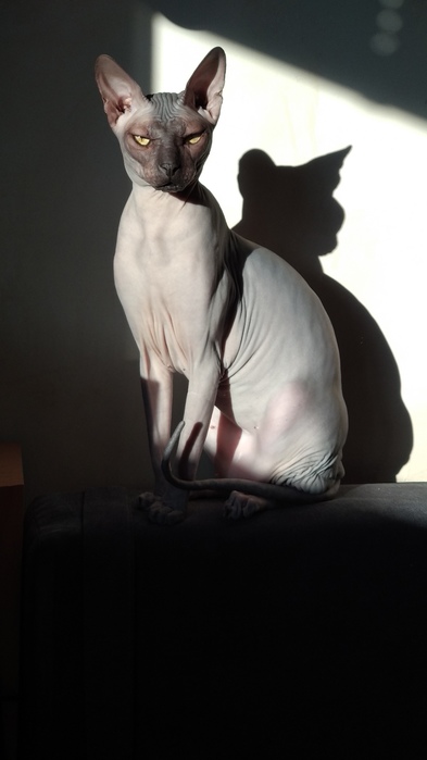 1709102794130572431 (393x700, 54Kb)
