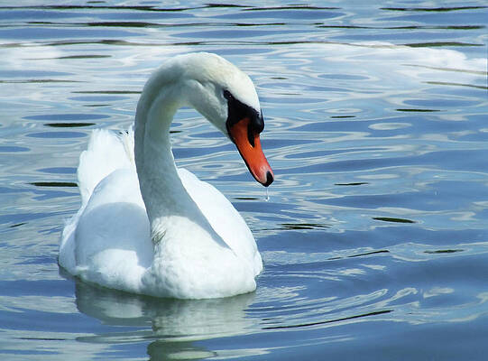 beautifully-mute-swan-georgiana-romanovna (541x400, 107Kb)