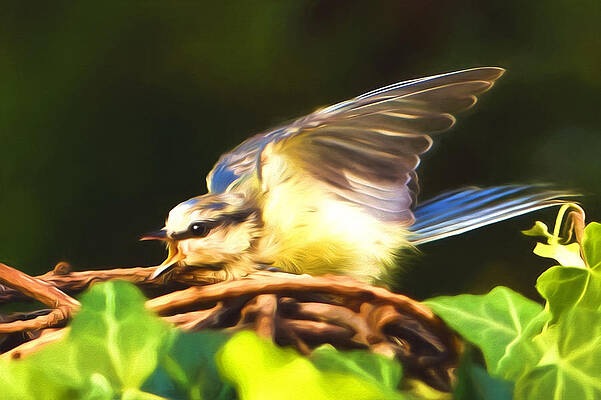 bird-songs-georgiana-romanovna (601x400, 120Kb)