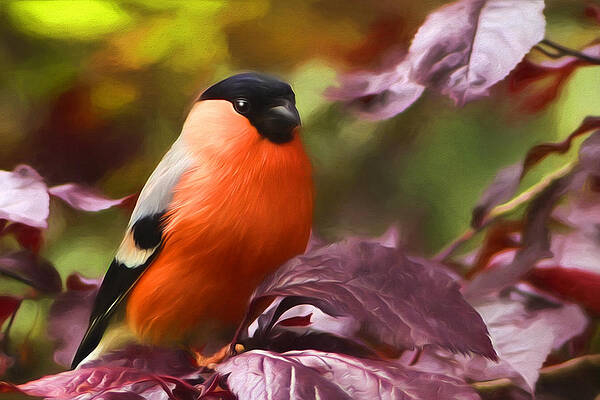 bullfinch-in-autumn-georgiana-romanovna (600x400, 125Kb)