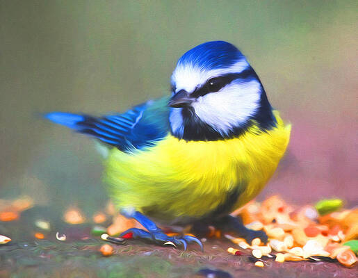 sweet-blue-tit-georgiana-romanovna (515x400, 104Kb)