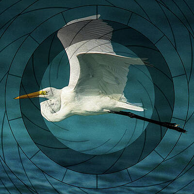 telescopic-stork-flight-georgiana-romanovna (400x400, 96Kb)