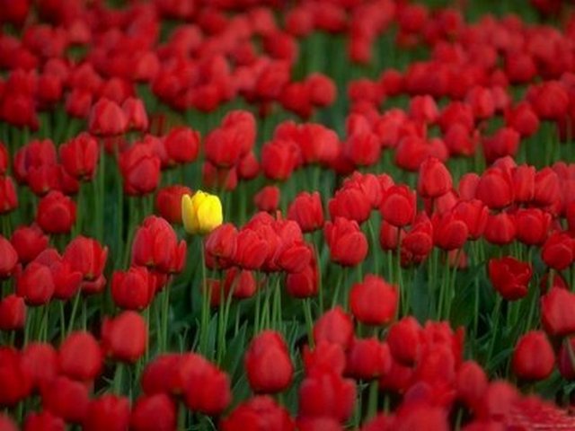 4743317_1142876829_e (640x480, 46Kb)