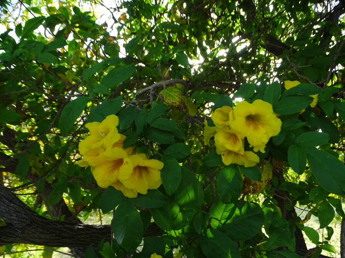 DSC00090 (700x525, 553Kb)
