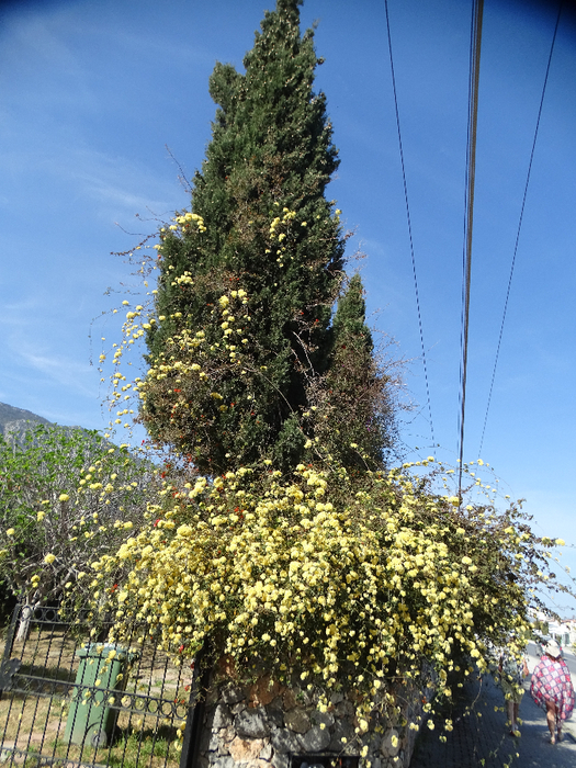 DSC00106 (525x700, 559Kb)