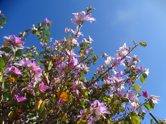 DSC00050 (700x525, 563Kb)