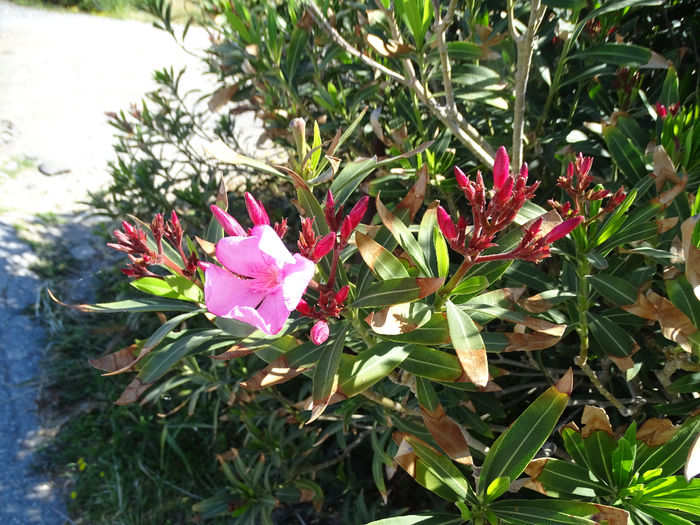 DSC00052 (700x525, 530Kb)