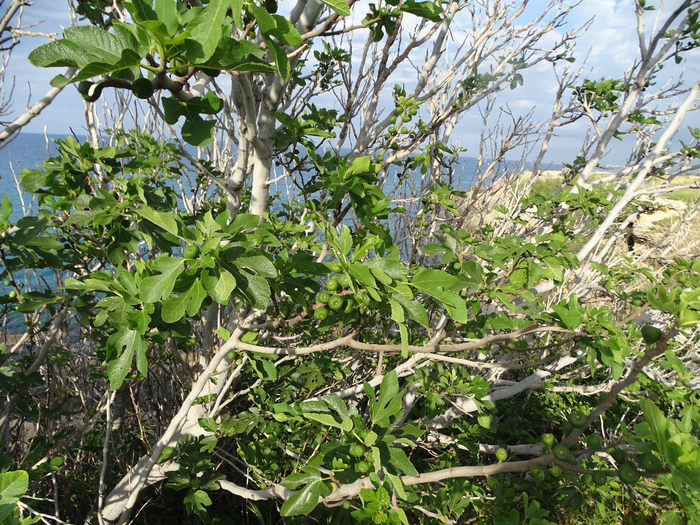 DSC00124 (700x525, 641Kb)