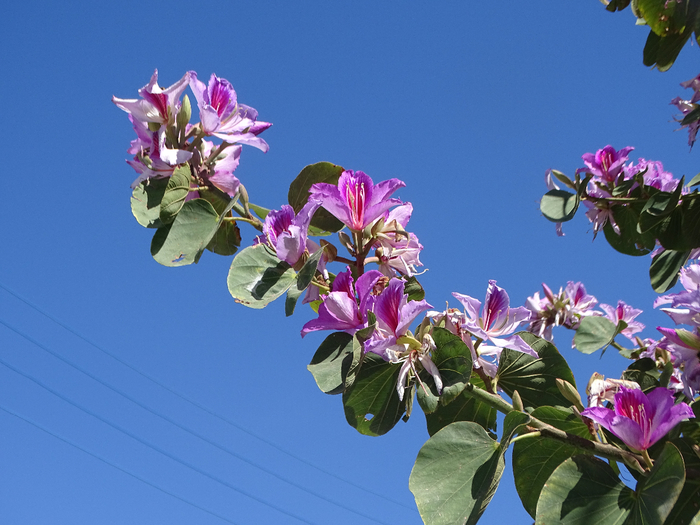DSC00165 (700x525, 379Kb)