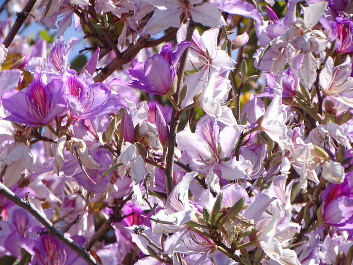 DSC00172 (700x525, 560Kb)