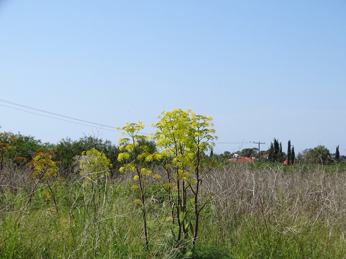 DSC00028 (700x525, 408Kb)