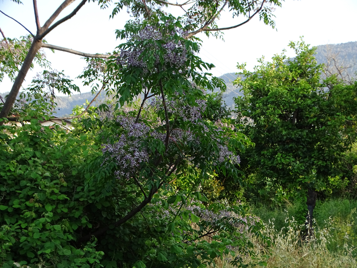 DSC00055 (700x525, 572Kb)