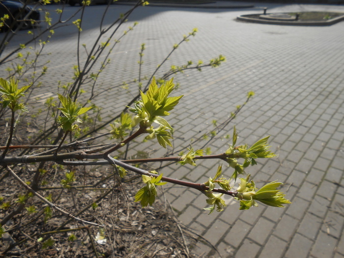 DSCN5922 (700x525, 162Kb)