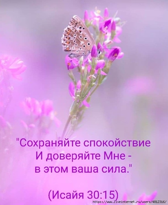 IMG-20250511-WA0002 (575x700, 158Kb)