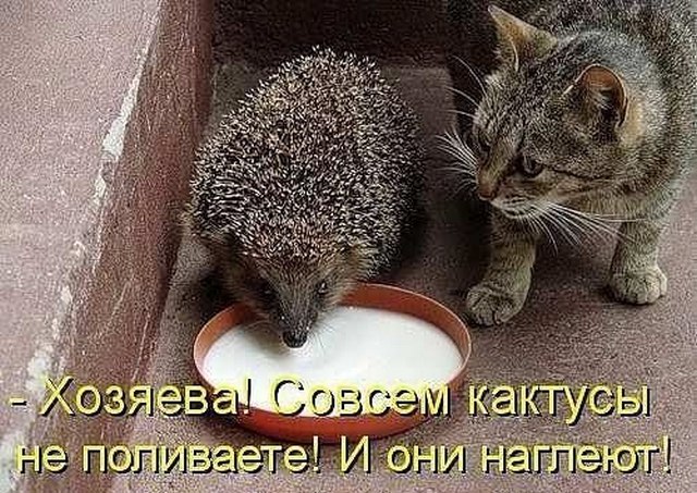 4743317_i24757 (640x453, 114Kb)