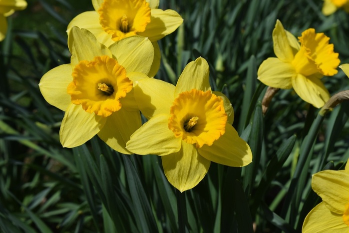 flowers-4016557_1280 (900x666, 92Kb)