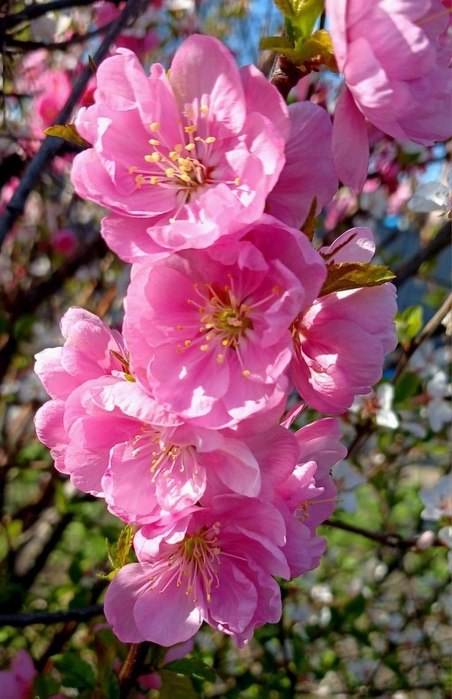 IMG_20250515_174147_809[1] (452x700, 78Kb)
