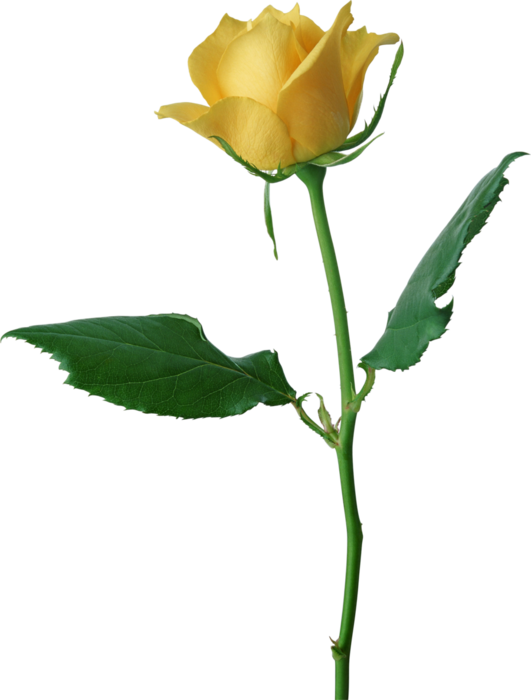 5a91483de73c (531x700, 172Kb)
