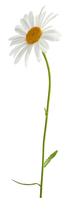    11 (245x700, 67Kb)
