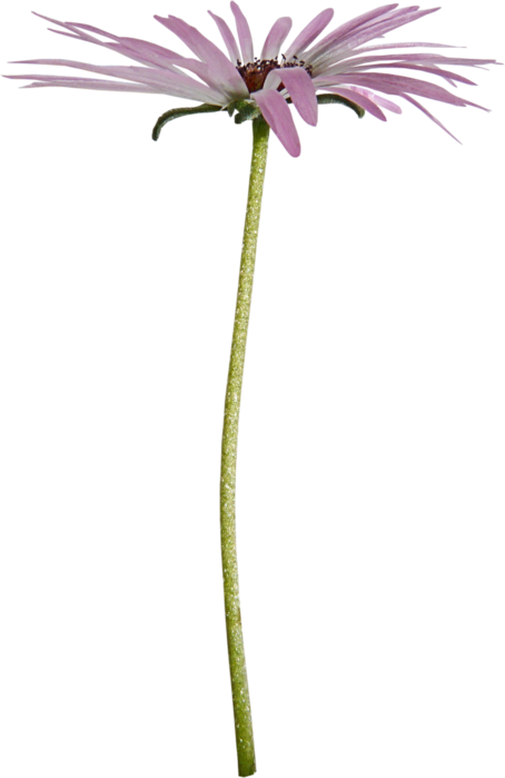      (4) (454x700, 115Kb)