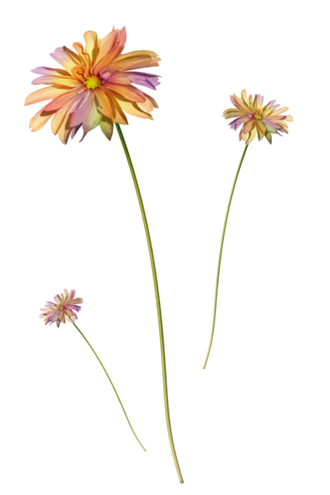      (19) (466x700, 111Kb)