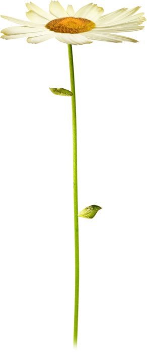      (24) (292x700, 64Kb)