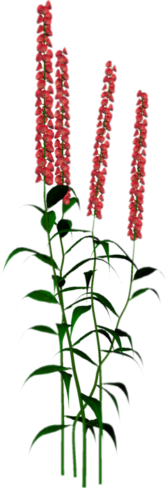   25 (240x700, 145Kb)