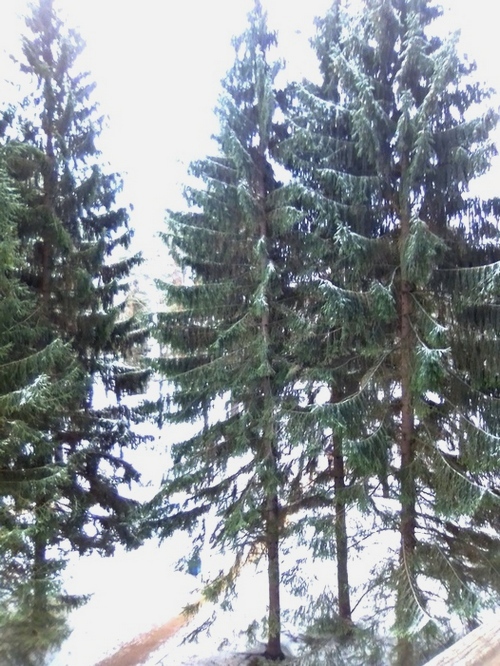 3109898_IMG_20240301_okno1 (500x666, 227Kb)