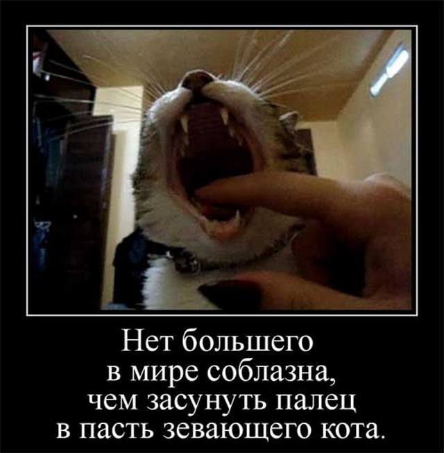 4743317_shutkiprokotov01 (640x653, 41Kb)
