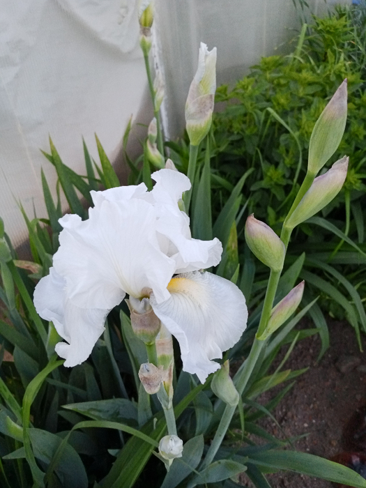 IMG_20250523_194719_352 (525x700, 361Kb)
