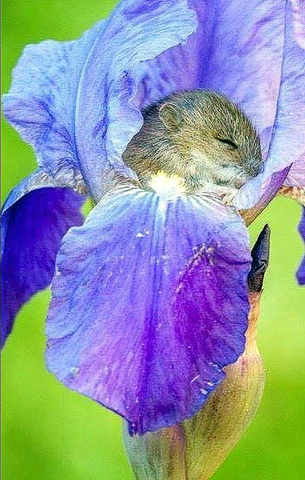 забавно Постелька (445x700, 412Kb)