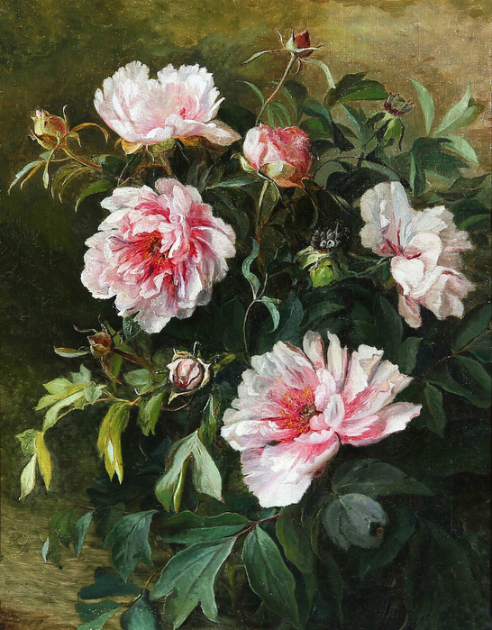 Flowering peonies. (546x700, 533Kb)